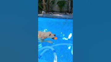 #youtubeshorts #doglover #dogowner #petowner #swifties #taylorswift @TaylorSwift @TaylorNation