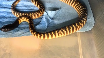 BLACK HEADED PYTHON BREEDING! : With A.D.D. Reptiles
