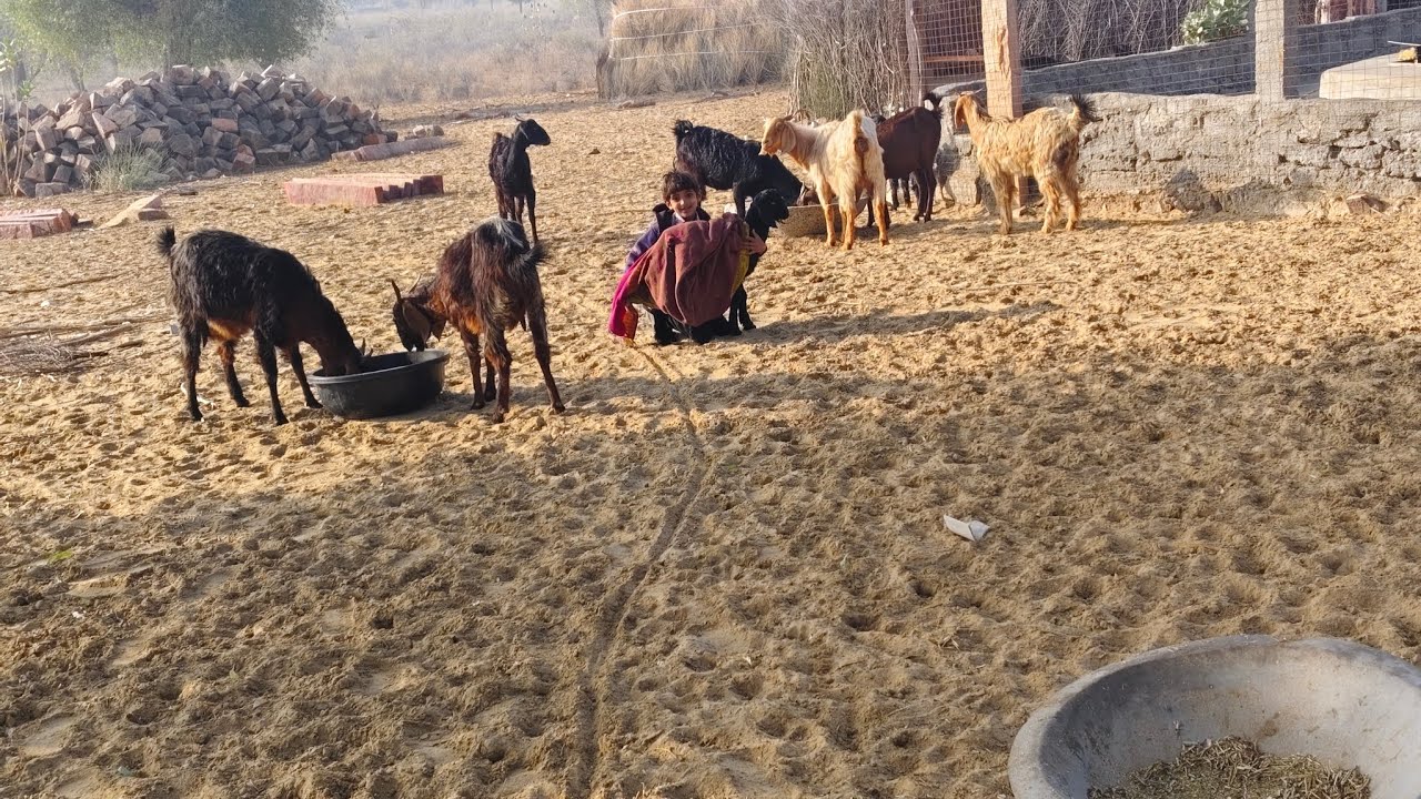 ग्राम सोल में बकरी चराते हुए | बच्चे की मासूम हंसी और देसी मस्ती 🐐❄️ 