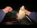 Рыбалка с ночёвкой на налима и язя!