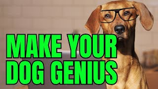 How to Boost Your Dog’s Intelligence and Make Your Dog Genius