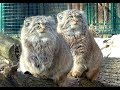 Manule kotmandosi  zoo wrocaw  pallass cats