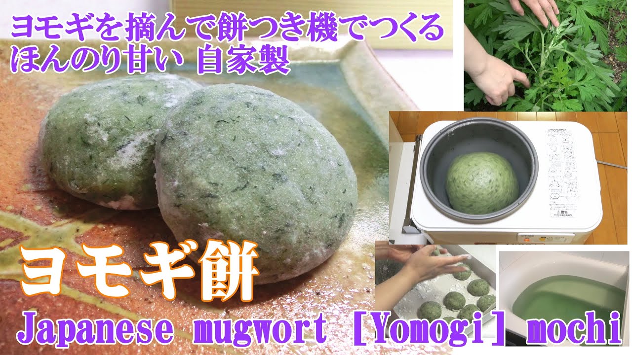 ヨモギを摘んで餅つき機でつくる、ほんのり甘い自家製ヨモギ餅（ヨモギ風呂も）Japanese mugwort [Yomogi] mochi