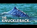 Grey Whale: The Knuckle Back Whale