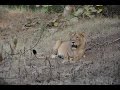 Gir national park home of asiatic lions...