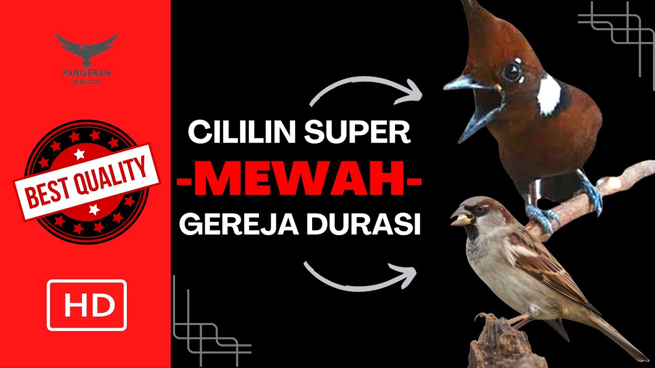 MEWAH❗️CILILIN SUPER - GEREJA DURASI‼️ JEDA SANGAT PAS