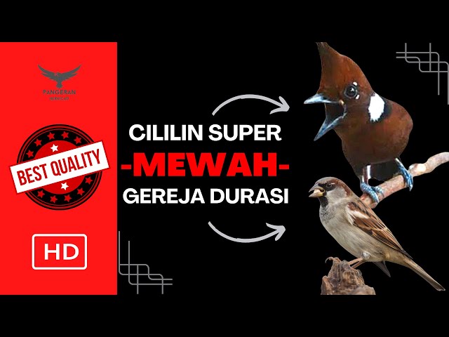 MEWAH❗️CILILIN SUPER - GEREJA DURASI‼️ JEDA SANGAT PAS class=