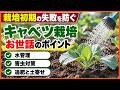 【キャベツの育て方】栽培初期にやるべきこと！水やり・害虫対策・追肥と土寄せを徹底解説【シェア畑】【農園ライフ】