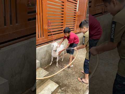 কিউট ছোট্ট সাদা ছাগলকে ভালোবাসা দিয়ে গোসল করাচ্ছে ছোট্ট বাচ্চারা! 🥰🐐🤍
