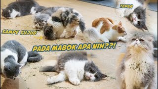 10 KUCING DISINI TELER KARENA DAUN INI