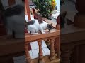 Sarapan Enak #catlove #sipus #shortvideo #kucing #klanayuda