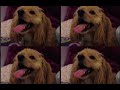Tiktok Mov Tiktok Mov