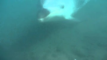 Moko with the anchor chain