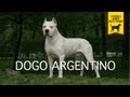 DOGO ARGENTINO Trailer Documentario