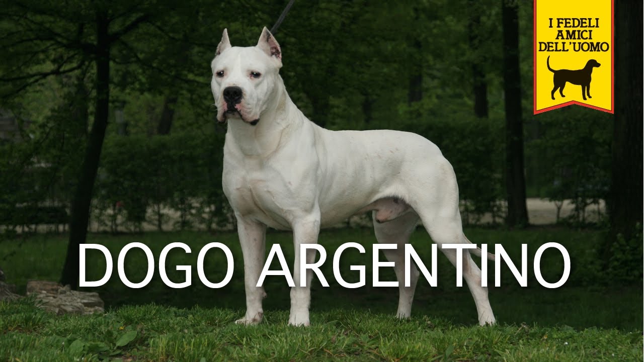 DOGO ARGENTINO Trailer Documentario 