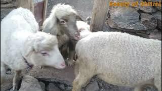 Sheeps came out from Shheps pen