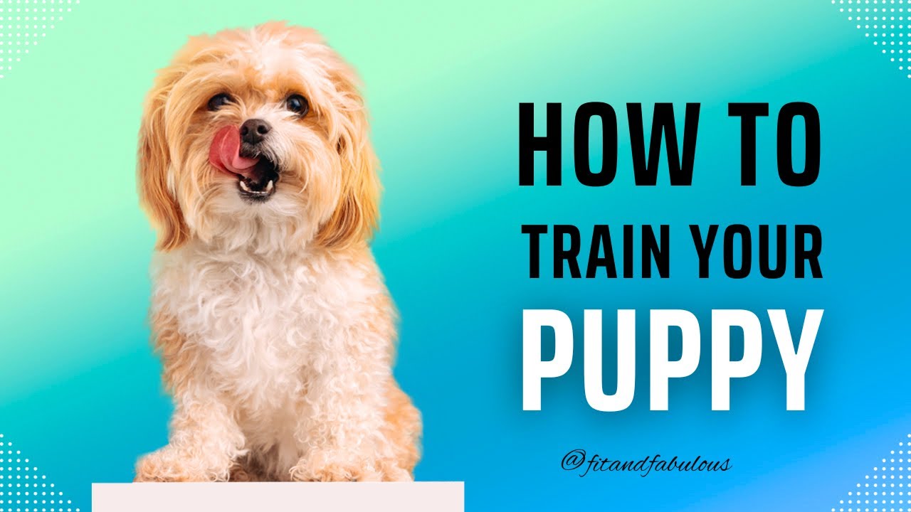 Training Your Dogs Dog Training Tricks Pet training YouTube