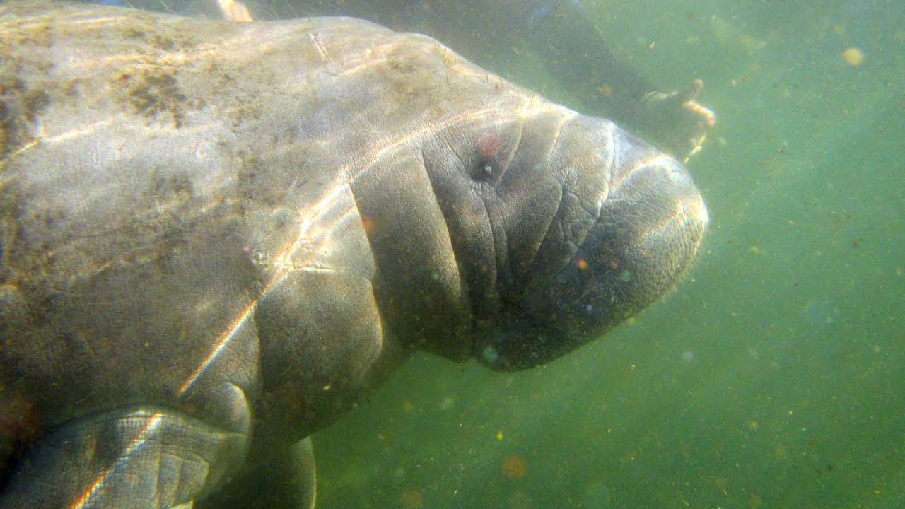 ONE Central Florida Short: Bucket List Legacy