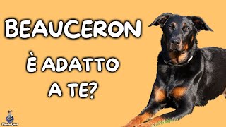 Beauceron: Cosa Sapere