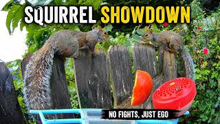 Two Squirrels, One Feeder