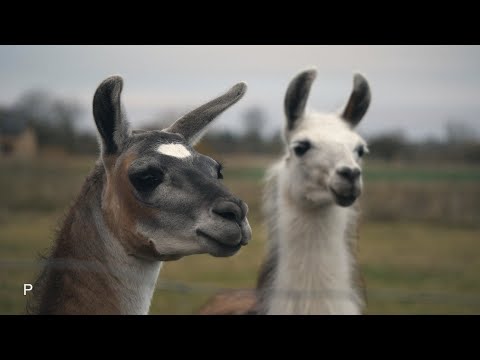 Video: Alpakos Ir Lamos Skirtumas