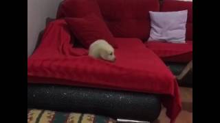 Yavru Köpeğin Intikamı