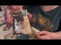 ASMR Creating a memory page of my late kitties