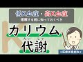 (第11回)【低K血症・高K血症の前に】カリウムの代謝を理解しよう【腎臓内科医が解説】