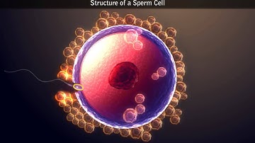 Structure of a Sperm Cell