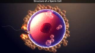 Structure Of A Sperm Cell