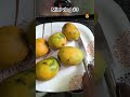 Mini vlog 3👉 👉 “Mango ice cream super creamy-ஆ easy recipe ❤️Support pannunga makkale 🙏🔥”