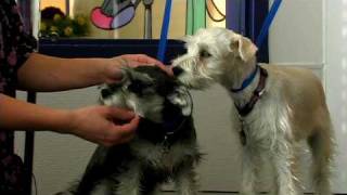 Dog Grooming : How to Groom a Standard Schnauzer