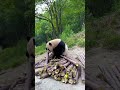Trending Panda Eating Bamboo Shoots Shorts Pandaeats
