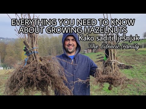 EVERYTHING YOU NEED TO KNOW ABOUT GROWING HAZELNUTS | HOW TO PLANT HAZELNUTS | KAKO SADITI LJEŠNJAK