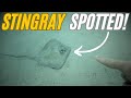 I saw this Stingray 3 nights in a row! - Antigua part 3