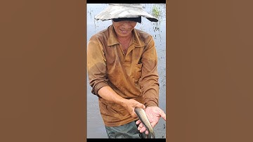 Bắt Cá Lóc Đồng, Thăm Lờ Dính Cá Lóc Đồng Ruộng #shorts #cálócđồng