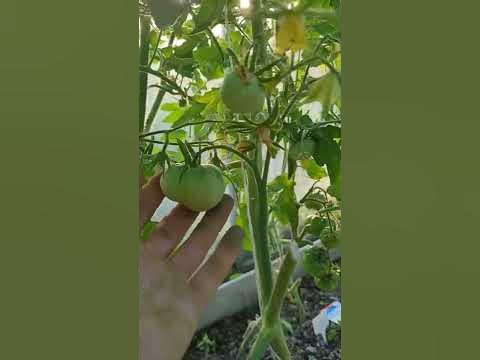 Сахарный Пудовичок от #сибирскийсад #томаты #огородники #огород #сибсад ...