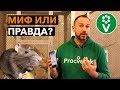 Можно ли ОТПУГНУТЬ МЫШЕЙ И КРЫС с помощью телефона?