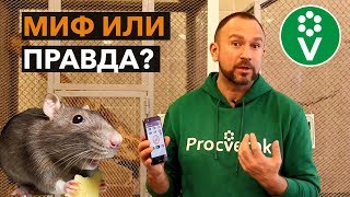 Можно ли ОТПУГНУТЬ МЫШЕЙ И КРЫС с помощью телефона?