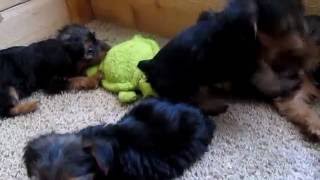 7 Week Old Yorkie Puppies Update Potty Training More