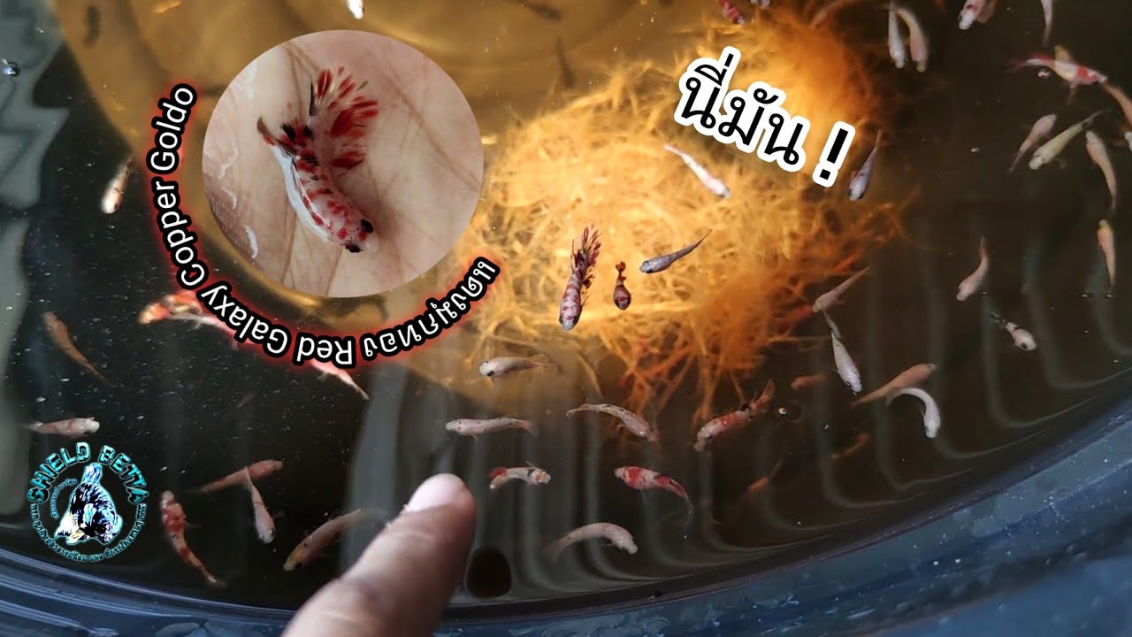 Red Galaxy Copper Gold #แดงมุกทอง #อัพเดท