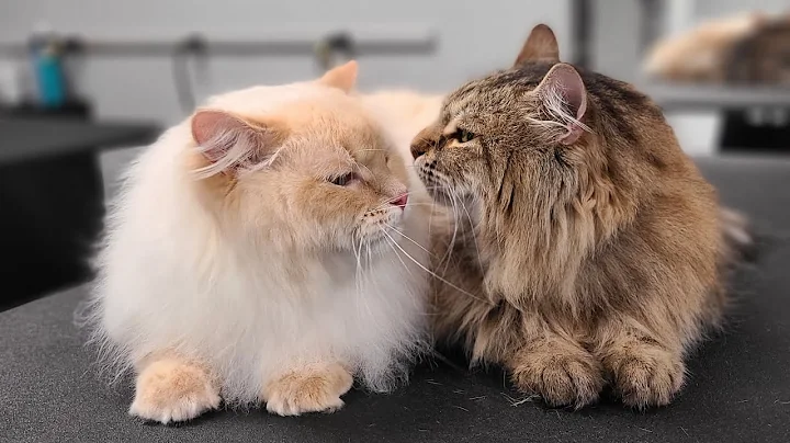 Video 11755581: siberian neva masquerade, siberian breed, beautiful cat