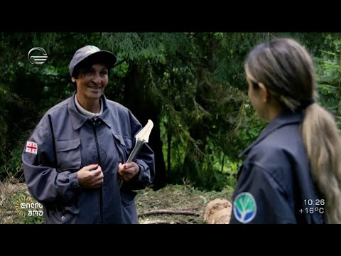 საქართველოში ერთადერთი ქალი ტყისმცველი „დილის შოუში“