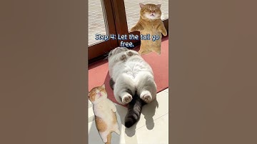 The Official Handbook of Advanced Cat Napping Positions #cats #funnycats