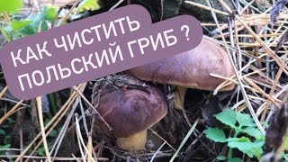 картинка: Как чистить польский гриб? Заготовки на зиму польского гриба