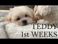 Teddy Bear&#39;s First Few Weeks