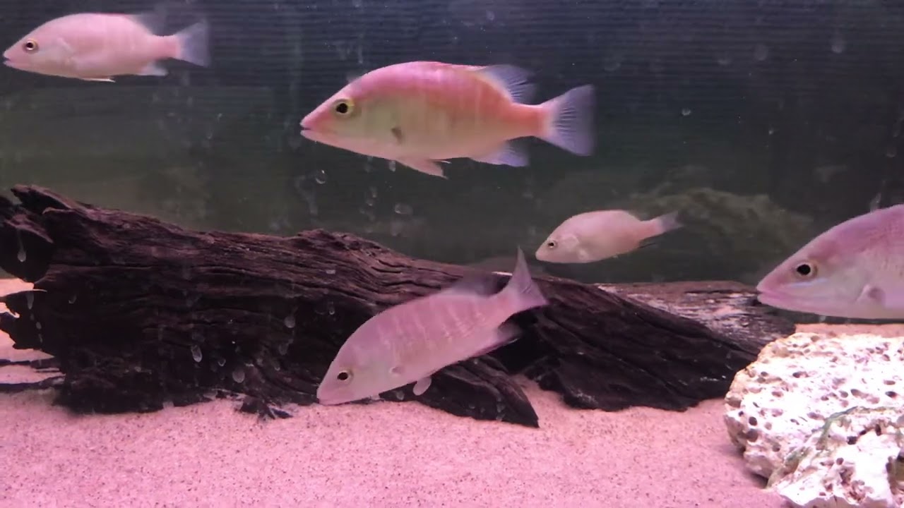 Mangrove Jack YouTube