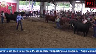 Mason County Fair 2024 Steer Show