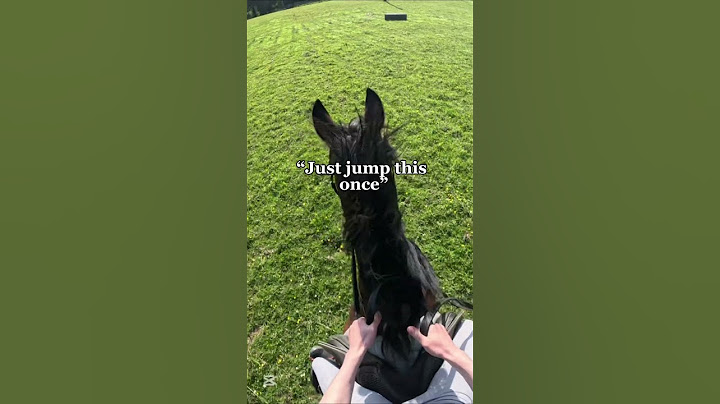 I was not expecting that 😭 #horse #equestrianjourney #equestrian