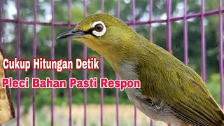 Pleci Gacor || Pancingan Pleci Bustomi Agar Buka Paruh